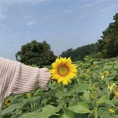 剑逆手机版